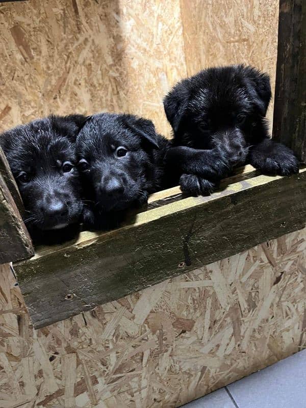 Black German shepherd puppies available for sale 0