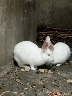 red eyes rabbit pare holand breed 1000 each