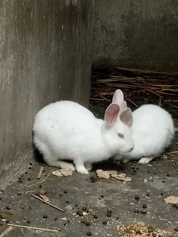 red eyes rabbit pare holand breed 1000 each 0