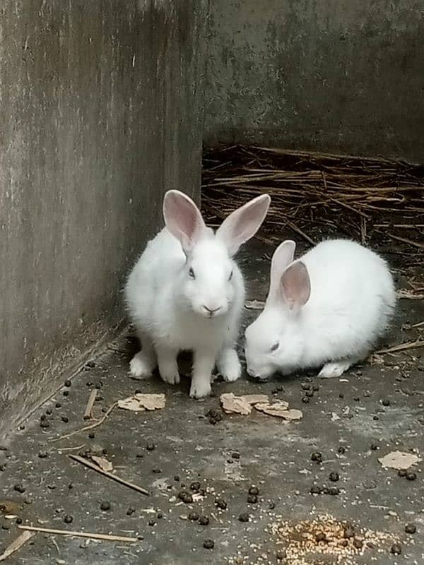 red eyes rabbit pare holand breed 1000 each 1