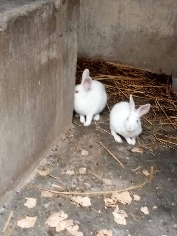 red eyes rabbit pare holand breed 1000 each 2