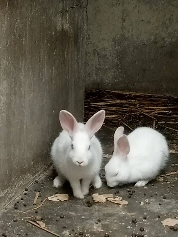 red eyes rabbit pare holand breed 1000 each 3