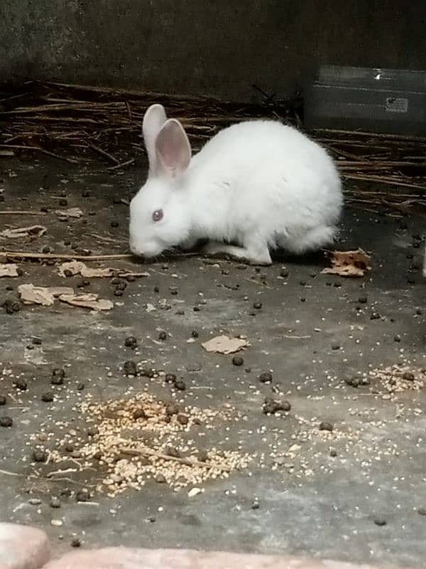 red eyes rabbit pare holand breed 1000 each 4