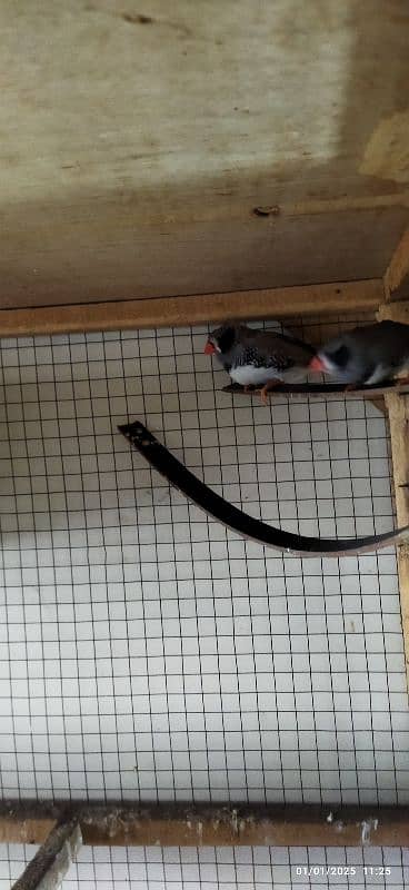 Exhibition zebra finches for sale 3