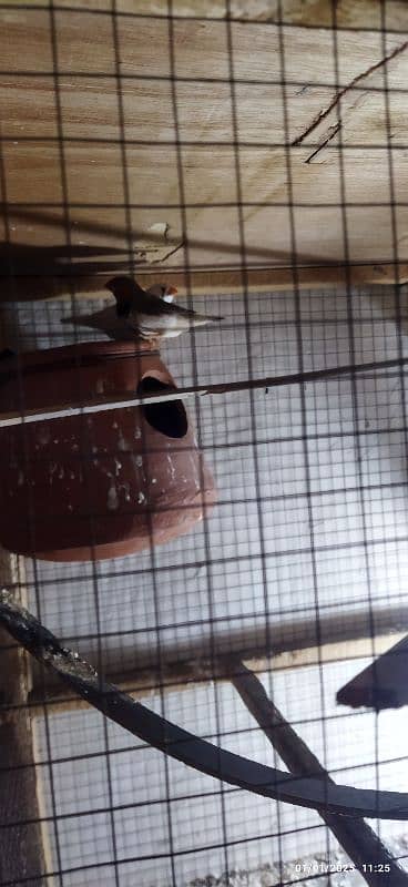 Exhibition zebra finches for sale 5