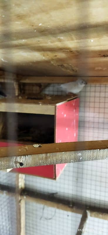 Exhibition zebra finches for sale 1