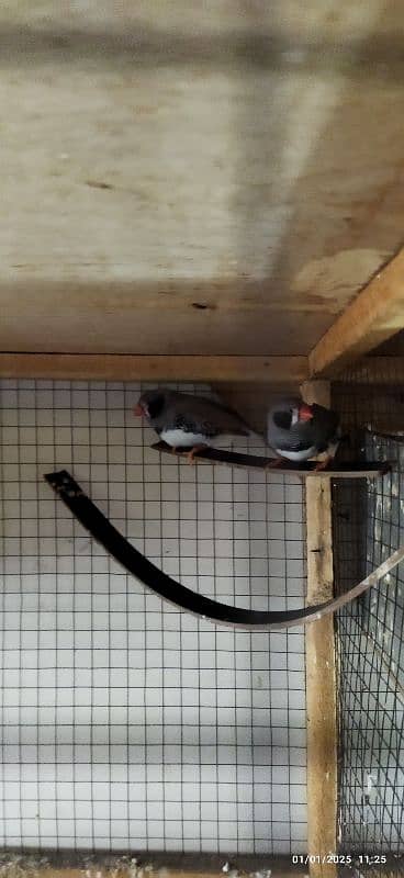 Exhibition zebra finches for sale 10