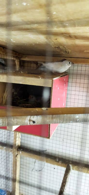 Exhibition zebra finches for sale 0