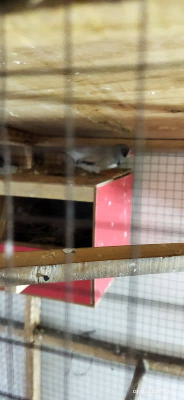 Exhibition zebra finches for sale 11