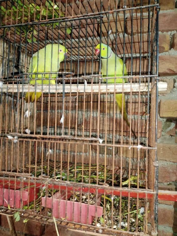 breeder raw parrots 0