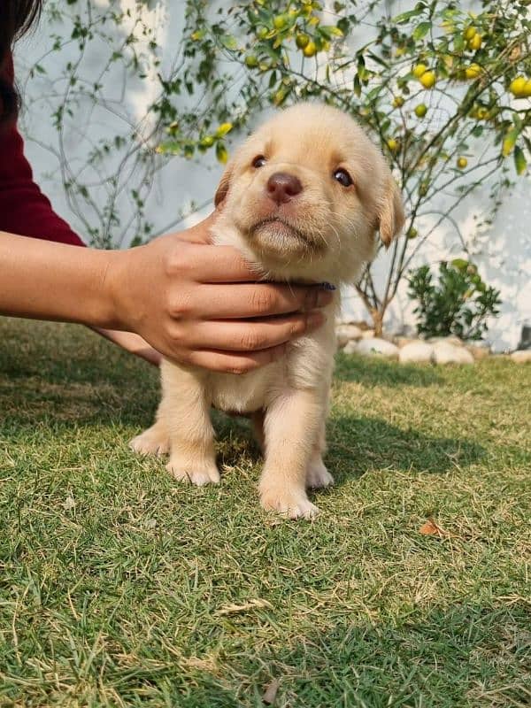 Labrador Male Puppy (03004170232) 1