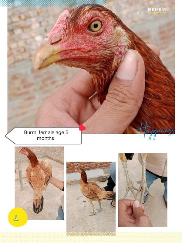 Burmi trat pakoye hint breeds 0