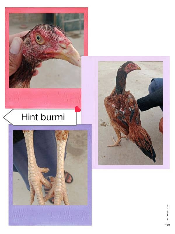 Burmi trat pakoye hint breeds 2