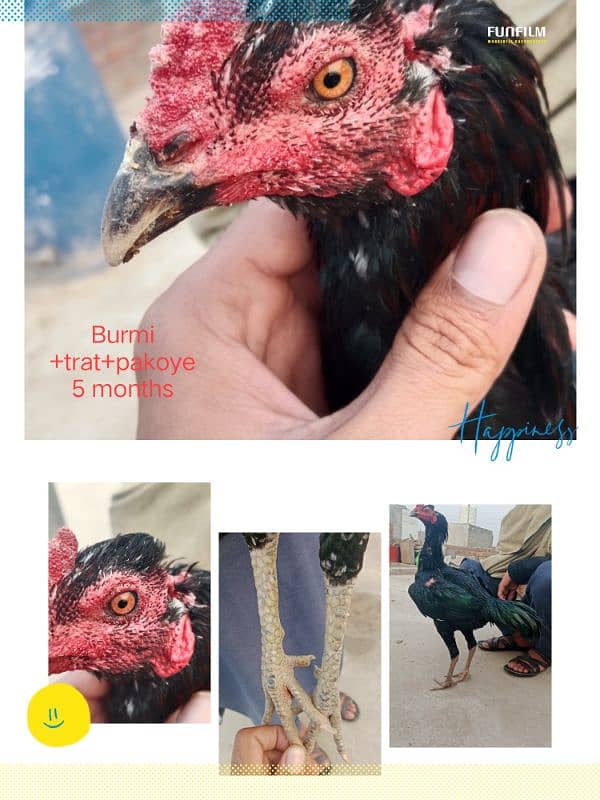 Burmi trat pakoye hint breeds 4