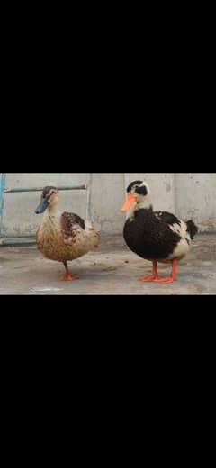 Desi ducks pair healthy