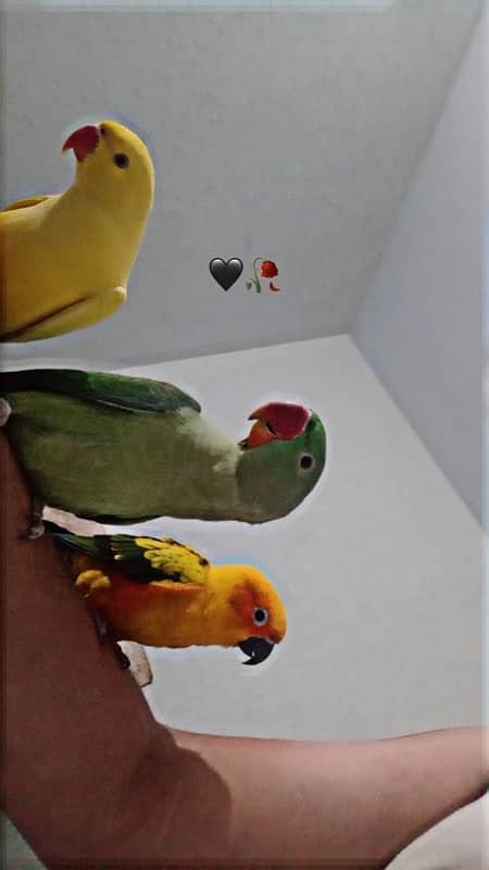 Raw parrots 1