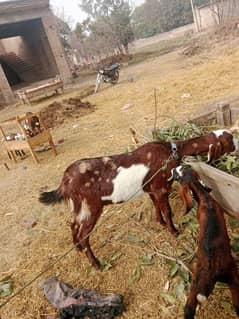 DASI GOAT FOR SALE