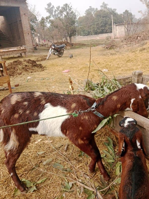 DASI GOAT FOR SALE 1