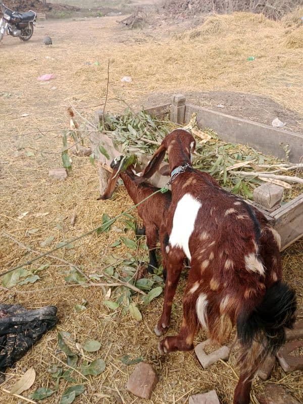 DASI GOAT FOR SALE 3