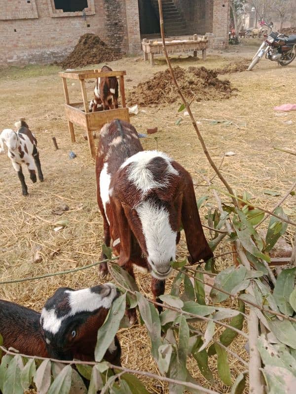 DASI GOAT FOR SALE 4