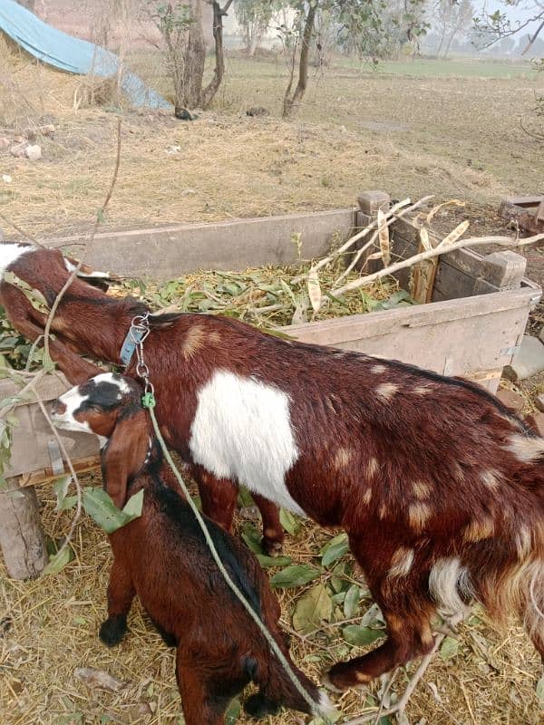 DASI GOAT FOR SALE 5