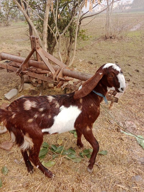 DASI GOAT FOR SALE 6