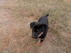 Black & brown short tail puppy