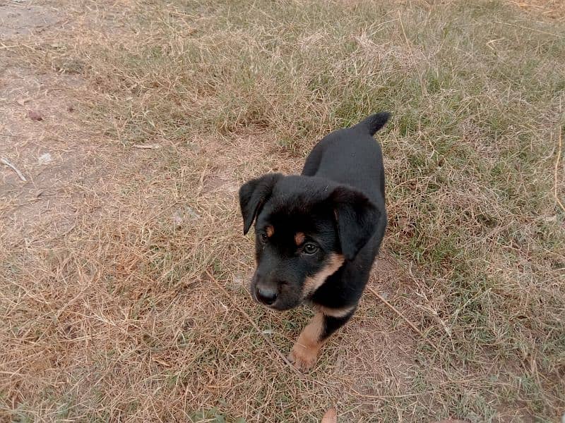 Black & brown short tail puppy 0