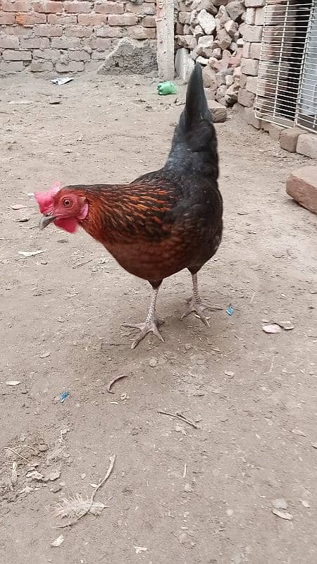 aseel Desi murga murgi pair murgi egg dy rhi ha 4