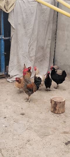 Desi Golden Misri Hens murghia for sale