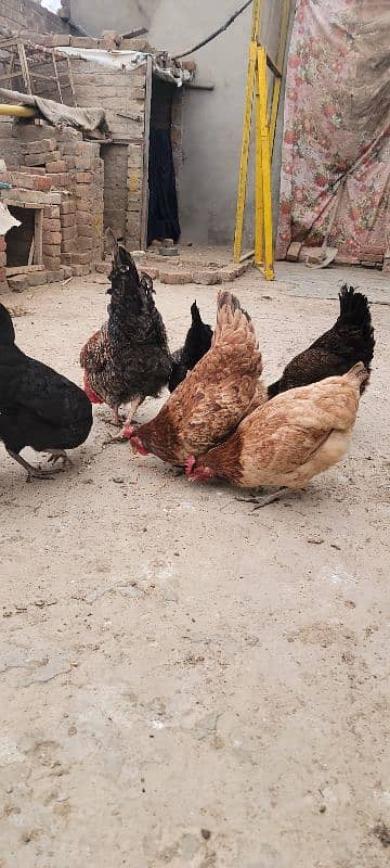 Desi Golden Misri Hens murghia for sale 1