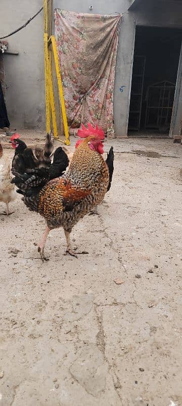 Desi Golden Misri Hens murghia for sale 2