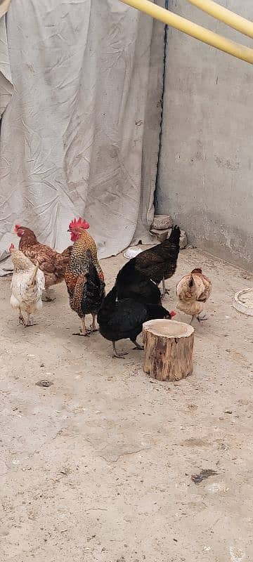 Desi Golden Misri Hens murghia for sale 3