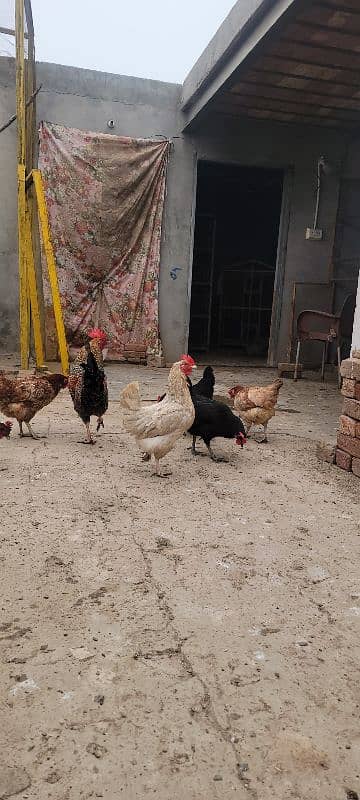 Desi Golden Misri Hens murghia for sale 4