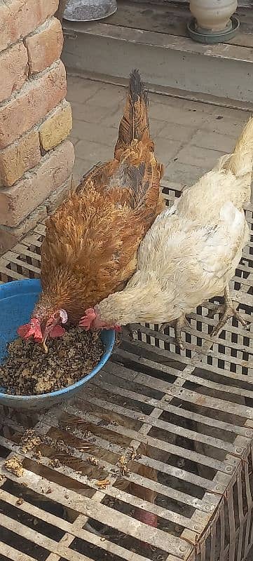 egg laying hens for sale 0