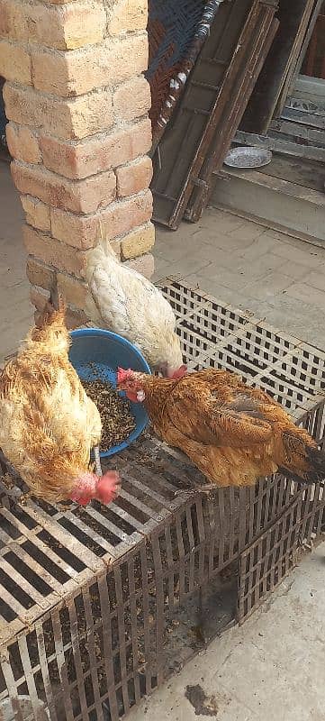 egg laying hens for sale 2