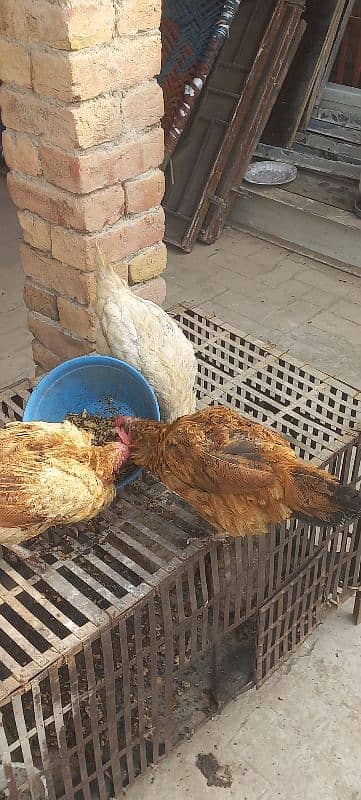 egg laying hens for sale 3