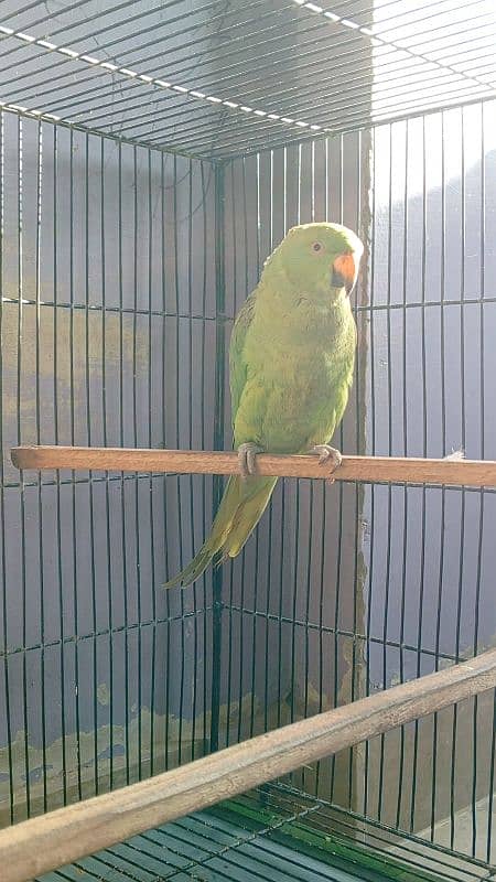 green ringneck female 0