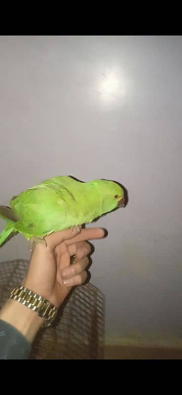 green ringneck female 1