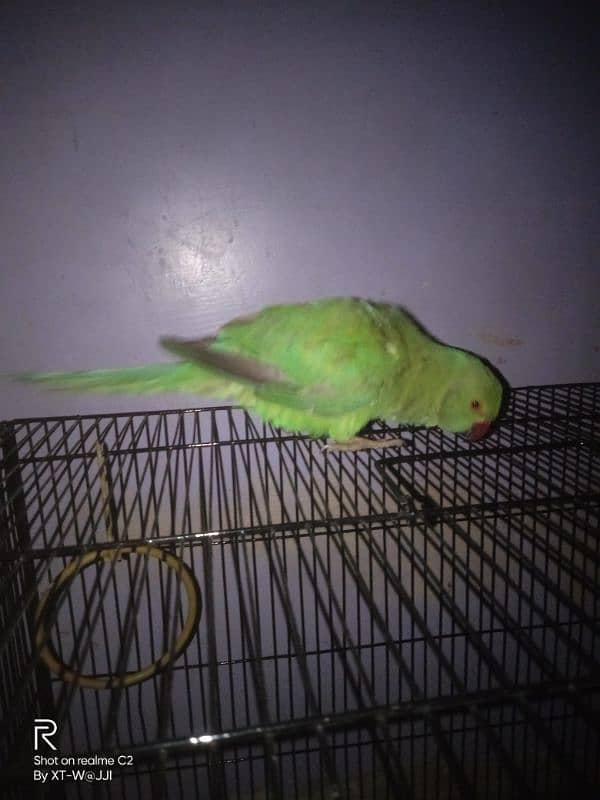 green ringneck female 2