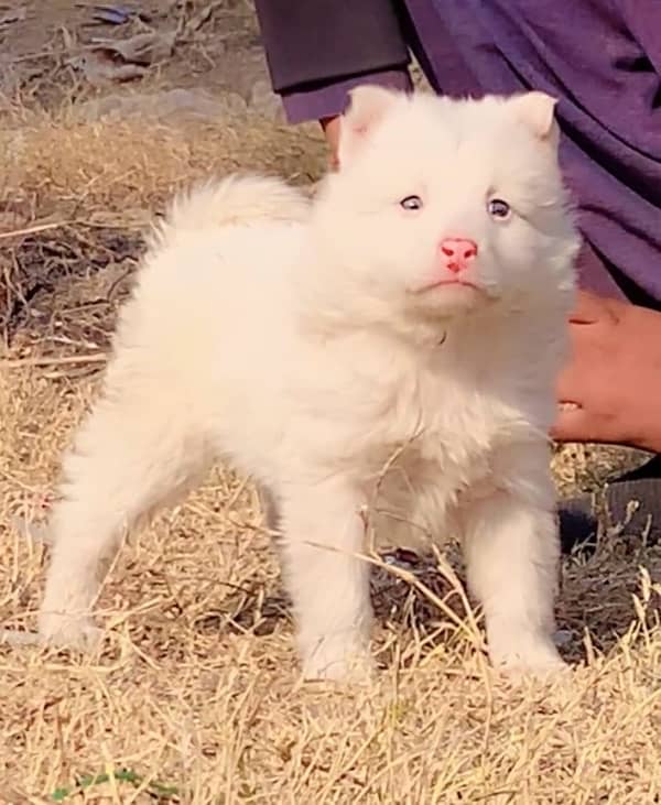 Russian male 2 month for sale triple code 1