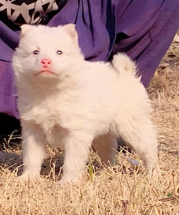 Russian male 2 month for sale triple code 2