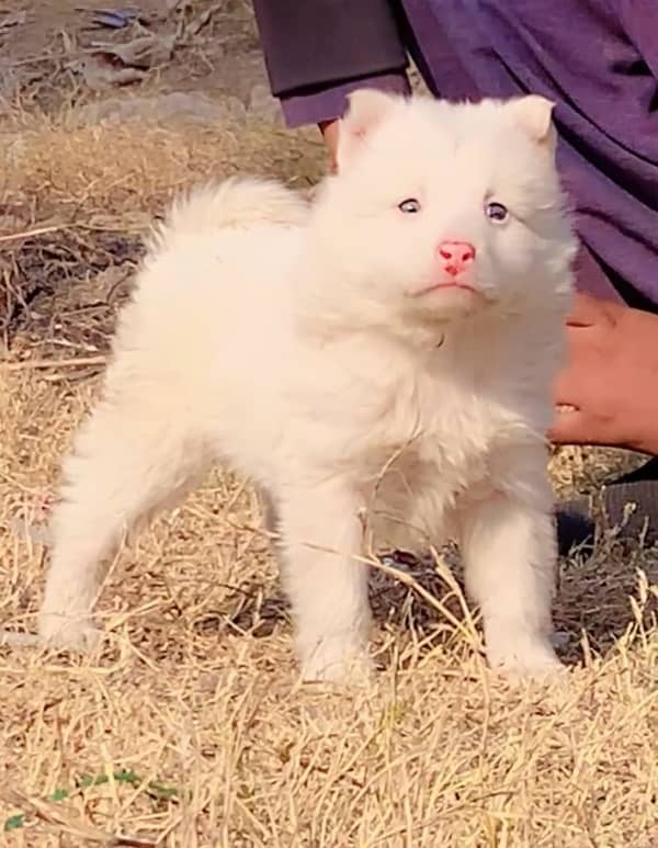 Russian male 2 month for sale triple code 3