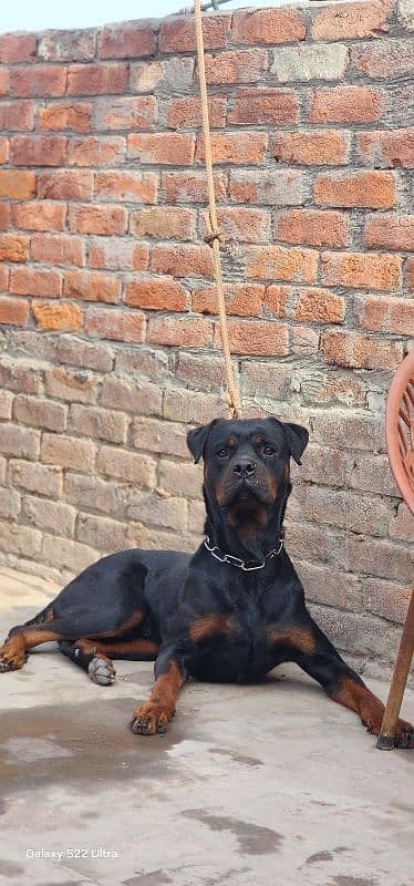 Rottweiler Male Full Trained 0