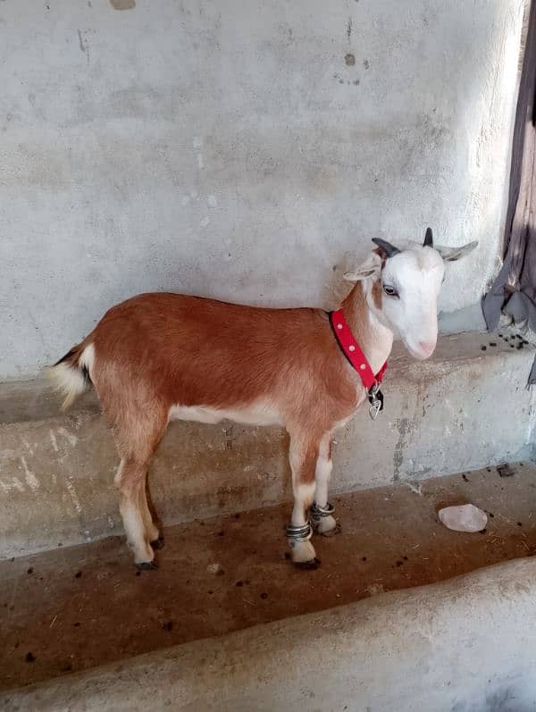 Lal abluk Pink nose bakri age 6 sai 7 months 0