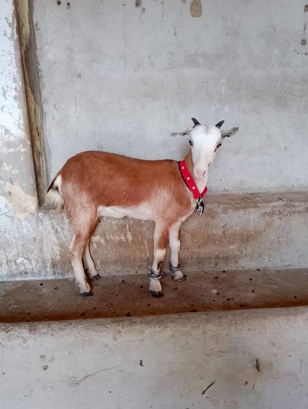 Lal abluk Pink nose bakri age 6 sai 7 months 2