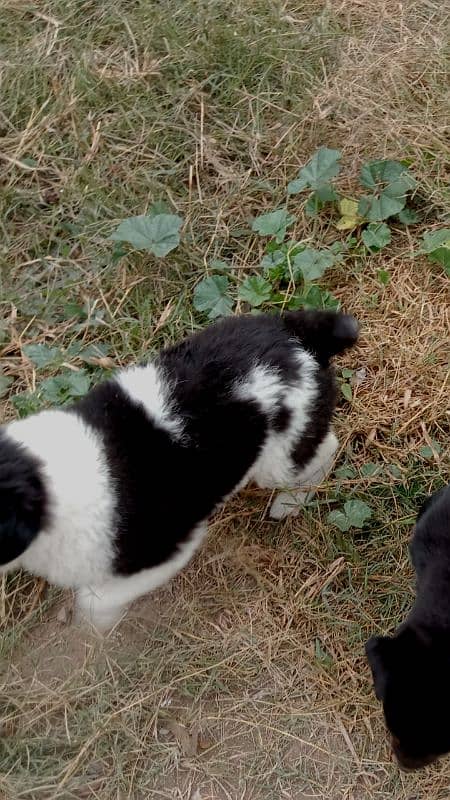 Black & brown short tail puppy 1