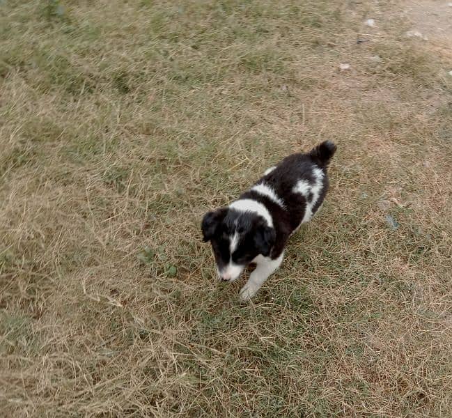 Black & brown short tail puppy 2