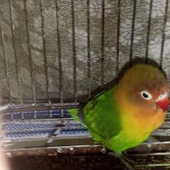 lovebirds for sale Male.