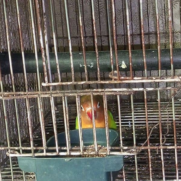 lovebirds for sale Male. 1